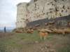 dscn0342_small.jpg