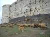dscn0343_small.jpg