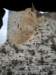 dscn0385_small.jpg
