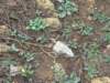 dscn0318_small.jpg