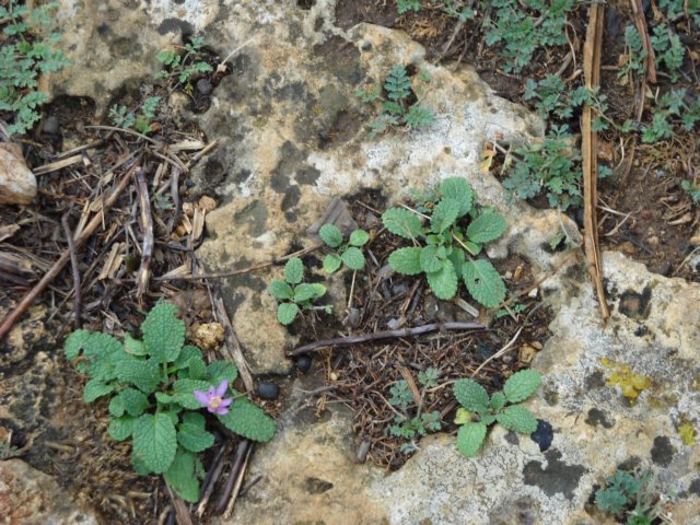 dscn0320.jpg