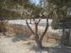 dscn0532_small.jpg