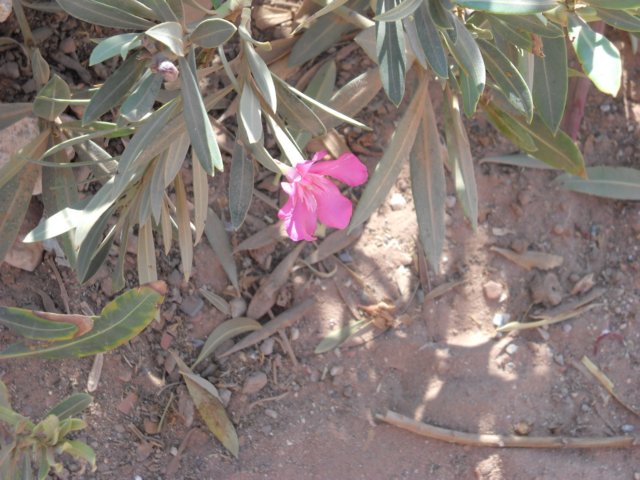 dscn0419.jpg