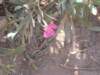 dscn0419_small.jpg